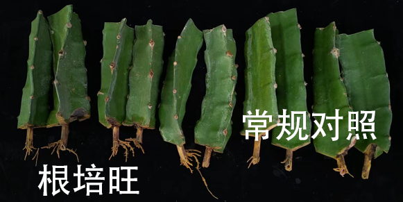 圖片3
