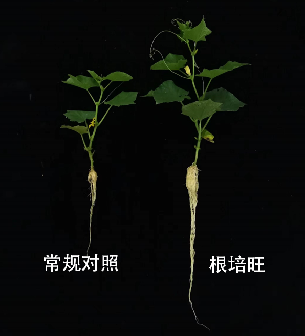 圖片4